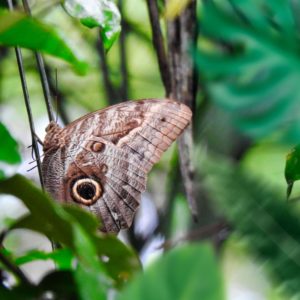 Borboleta no Aruá