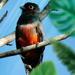 Observação de Aves Aruá