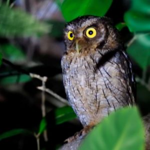 Trilha noturna Aruá Aves e Natureza-02