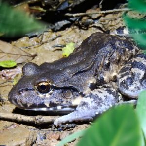 Trilha noturna Aruá Aves e Natureza
