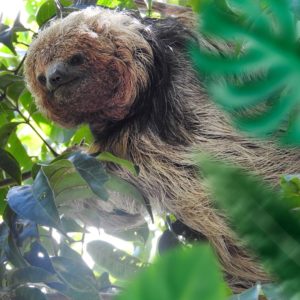 preguiça-de-coleira - Natureza em Praia Forte