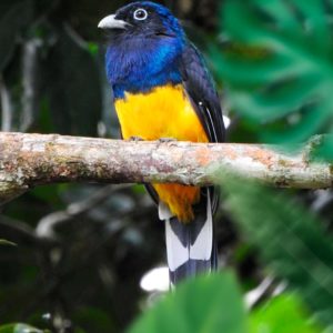 Surucuá-de-barriga-amarela