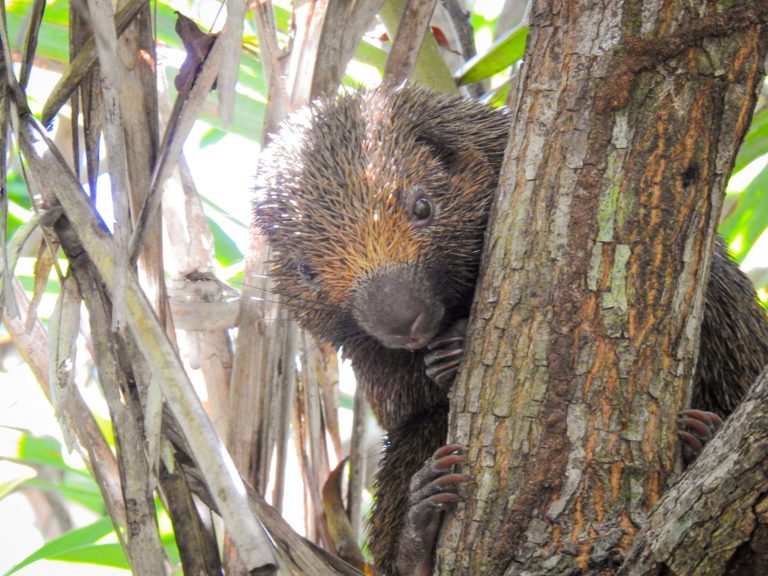 Observação de Vida Silvestre em Praia Forte