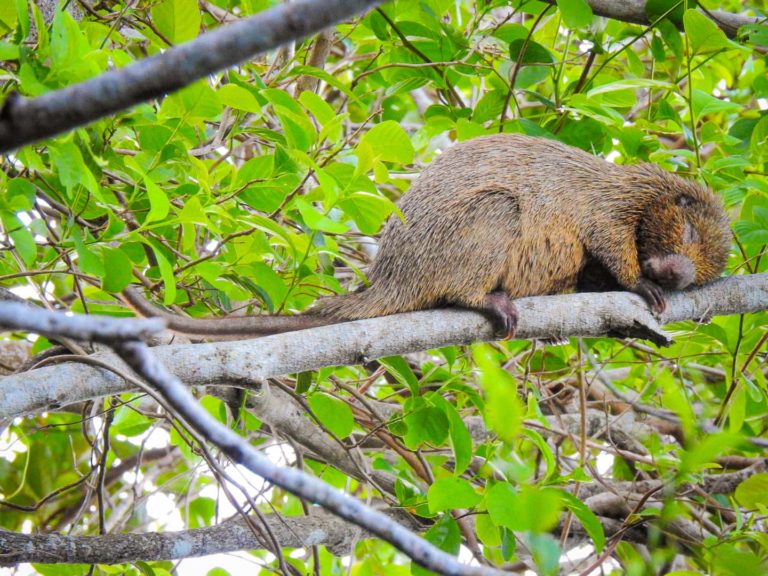 Ouriço-preto na natureza