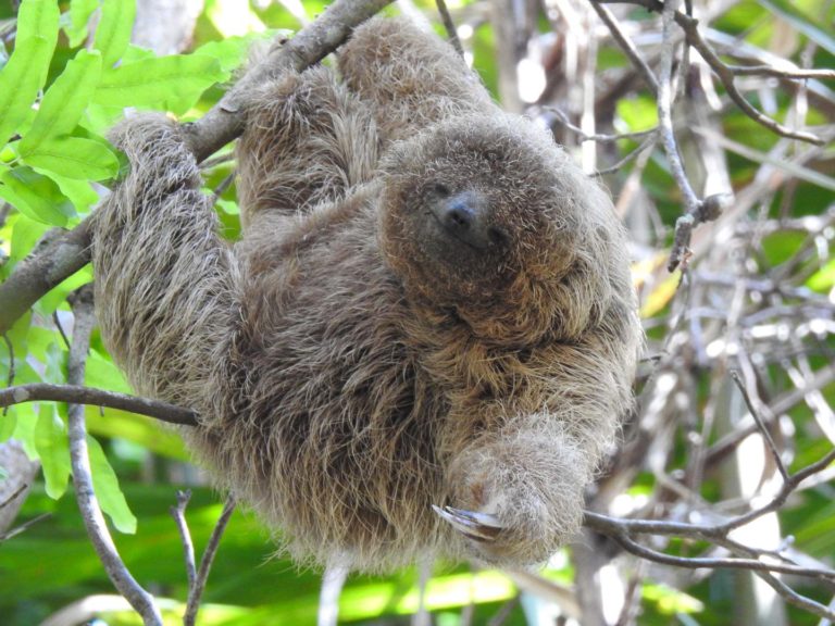 Preguiça-de-coleira - Diversão para família em Praia Forte
