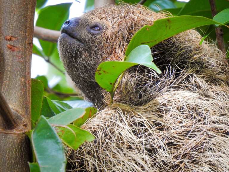 Preguiça-de-coleira - Passeios para família em Praia Forte