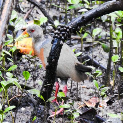Aves da Bahia (1)