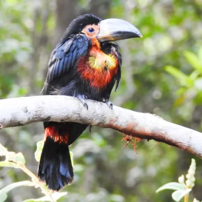 Aves da Bahia (2)