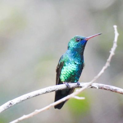 Aves da Bahia (3)