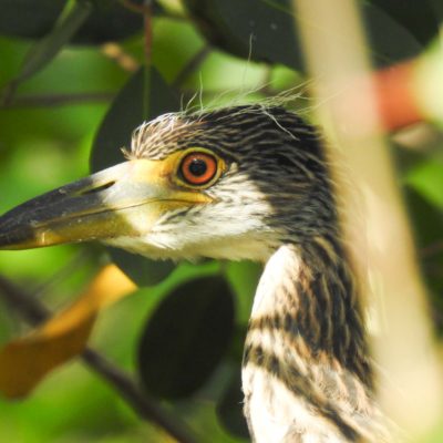 Aves de Praia Forte - Observação de aves! (1)