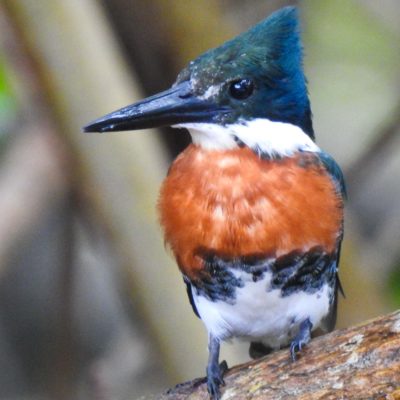 Aves de Praia Forte - Observação de aves! (3)