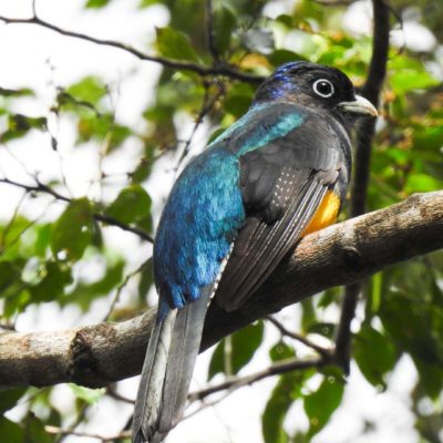 Aves de Praia Forte - Observação de aves! (4)