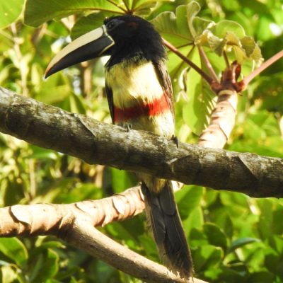 Observação de Aves