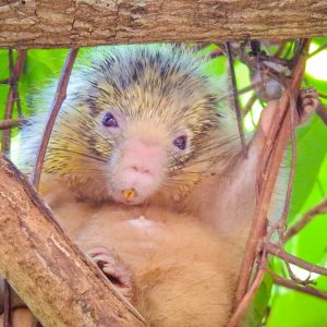 Ouriço-preto - Diversão para toda Família em Praia Forte