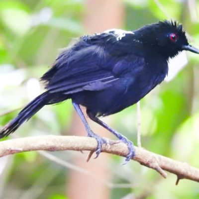 Papa-taoca-da-bahia