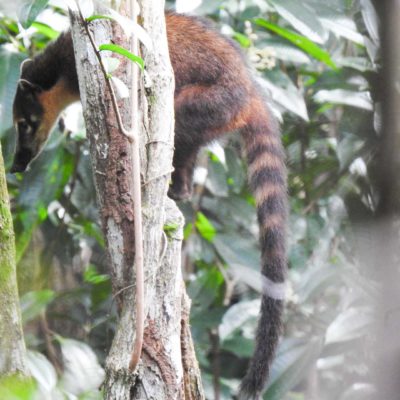 Quati - Passeios na Natureza em Praia Forte Bahia