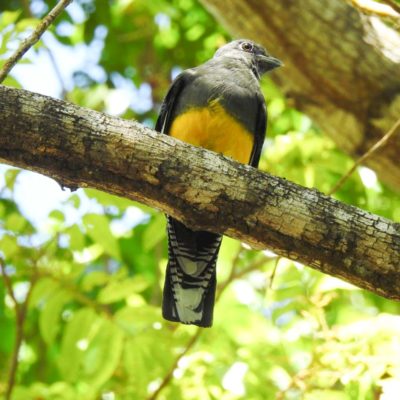 Surucuá-de-barriga-amarela