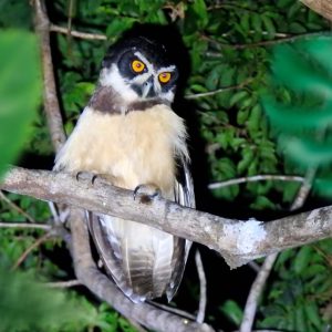 Trilha noturna Aruá Aves e Natureza-14